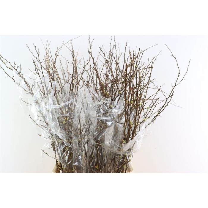 <h4>Chaenomeles X Superba 130cm</h4>