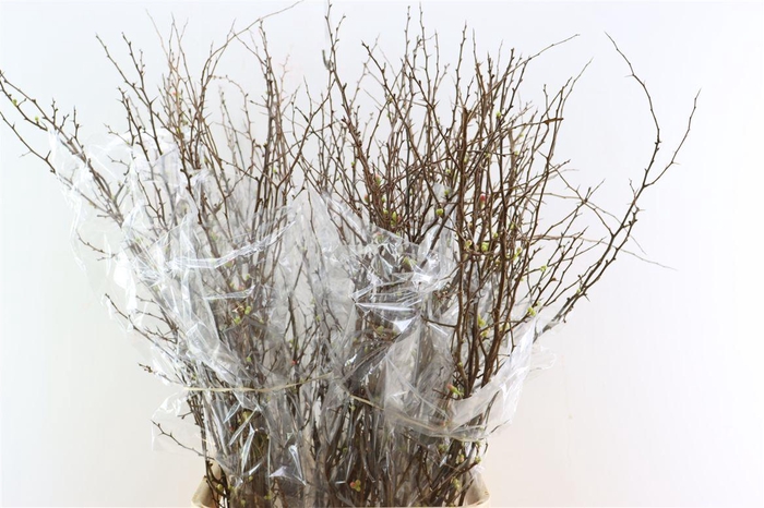 Chaenomeles X Superba 130cm