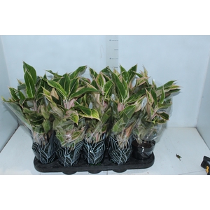 AGLAONEMA PINK AURORA P12