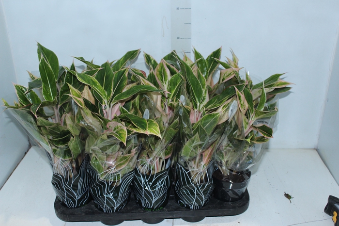 <h4>AGLAONEMA PINK AURORA P12</h4>