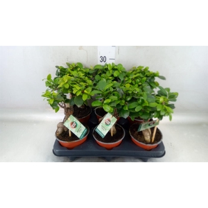 Ficus microcarpa 'Ginseng'