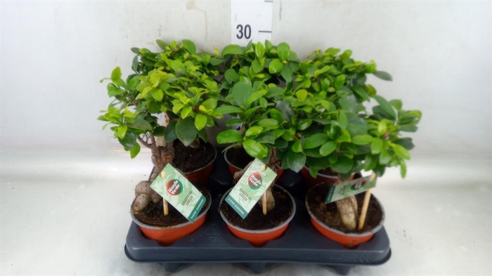 <h4>Ficus microcarpa 'Ginseng'</h4>