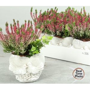 ARR TUINPLANTEN