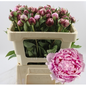 PAEO L SARA BERNHARD