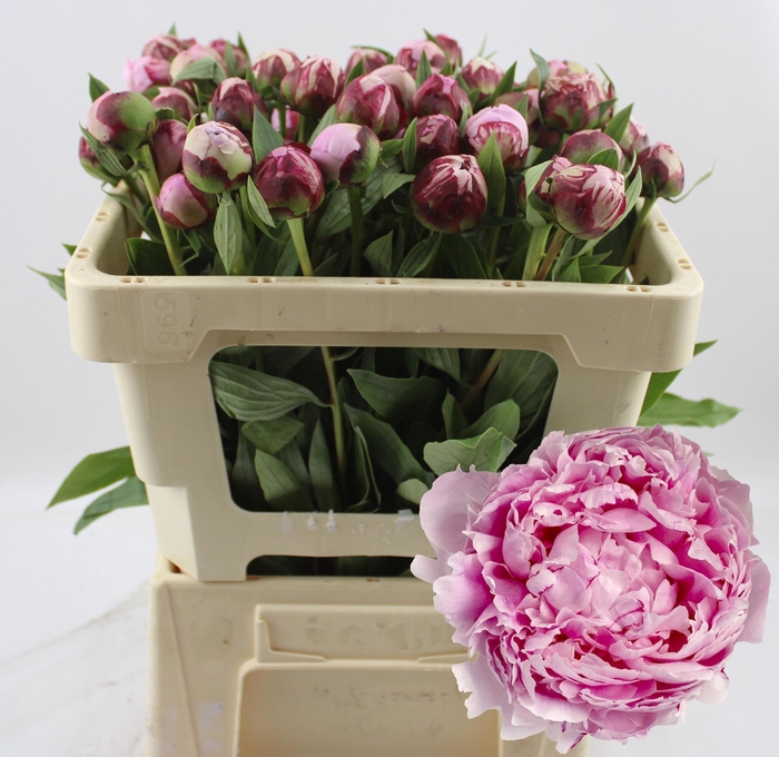 <h4>PAEO L SARA BERNHARD</h4>