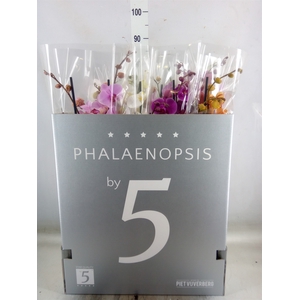 Phalaenopsis   ...mix  8