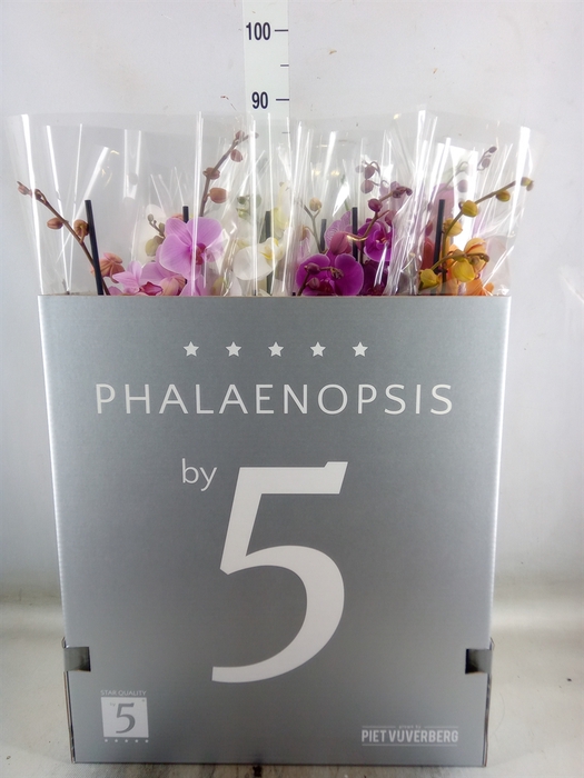 <h4>Phalaenopsis   ...mix  8</h4>