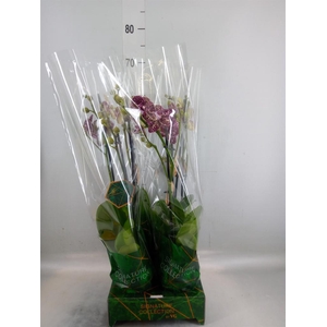 Phalaenopsis  'FC Wildcat'