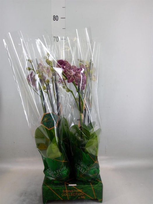 <h4>Phalaenopsis  'FC Wildcat'</h4>