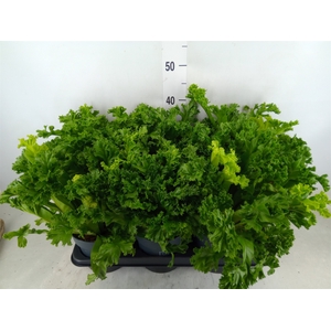 Asplenium antiquum 'Leslie'