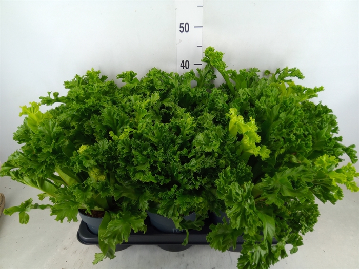 <h4>Asplenium antiquum 'Leslie'</h4>