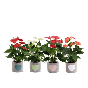 Anthurium 12 cm 4 color mix in Jolijn 3 ceramics