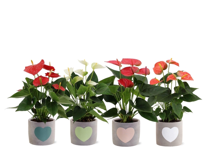 <h4>Anthurium 12 cm 4 color mix in Jolijn 3 ceramics</h4>