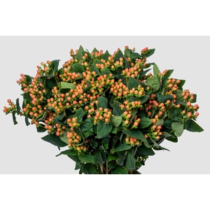 Hypericum Mellow Romance Spray