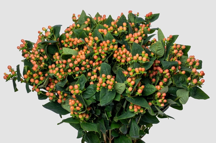 <h4>Hypericum Mellow Romance Spray</h4>