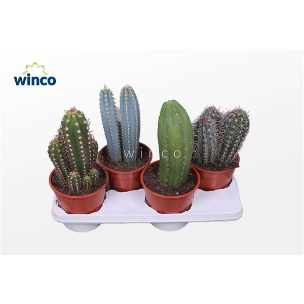 <h4>Cactus Column Mix</h4>