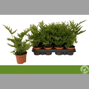 PTERIS STRAMINEA