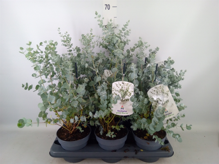 <h4>Eucalyptus gunnii 'Blue Ice'</h4>