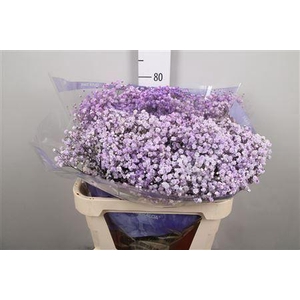 Gypsophila   ...colored  H%