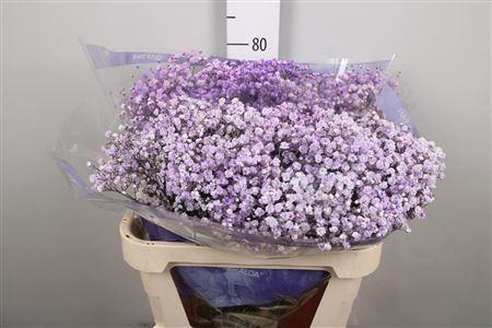 <h4>Gypsophila   ...colored  H%</h4>