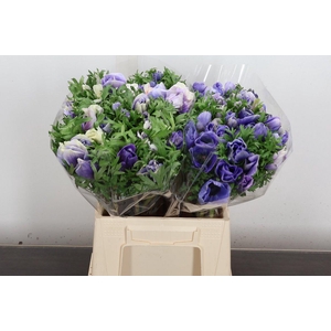 Anem Mistral Ex Azzurro