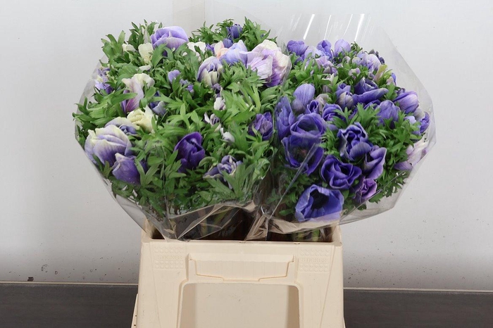 <h4>Anem Mistral Ex Azzurro</h4>