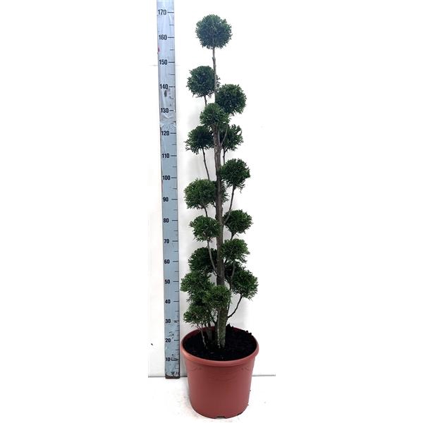 <h4>Thuja oc. Smaragd, pon-pon vorm 120-140 cm - deco</h4>