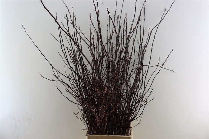 <h4>Prunus Nigra Bunch</h4>