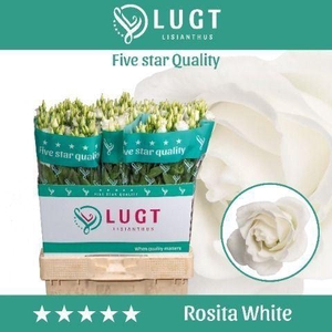 LIS G ROSITA WHITE EUST ROSITA WHIT