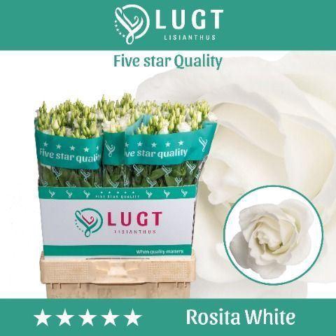 <h4>LIS G ROSITA WHITE EUST ROSITA WHIT</h4>