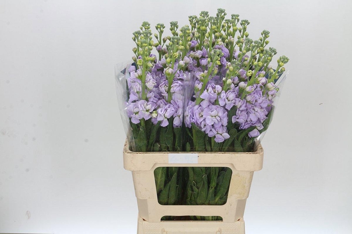 <h4>MATTH IRON MARINE</h4>