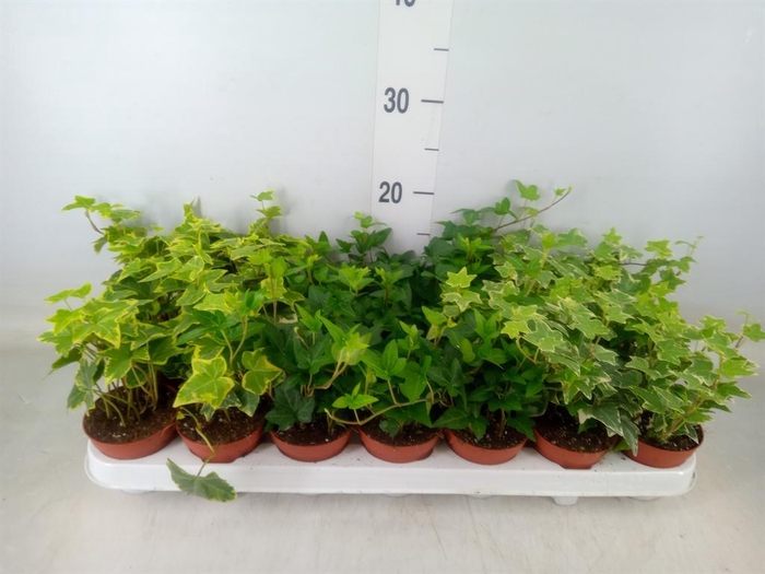 <h4>Hedera   ...mix</h4>