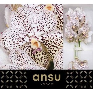 Vanda Purple Confetti