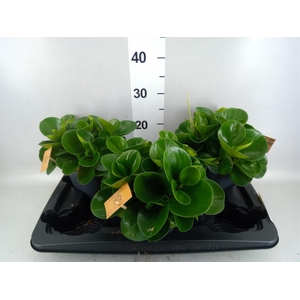Peperomia obt. 'Green Gold'