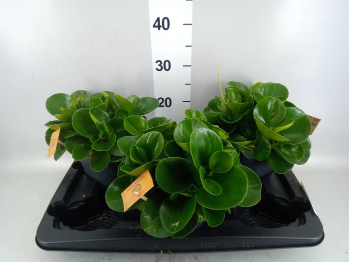 Peperomia obt. 'Green Gold'