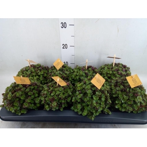 Callisia repens 'Turtle'