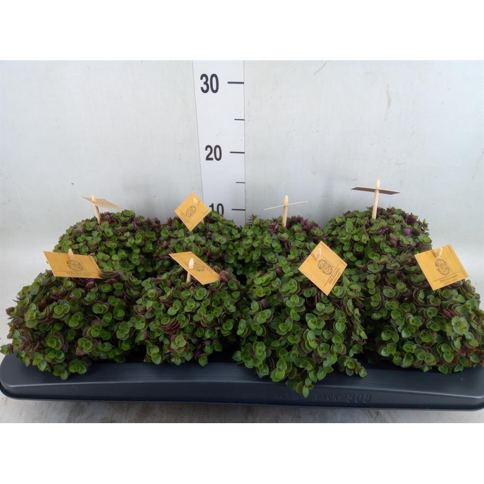 <h4>Callisia repens 'Turtle'</h4>