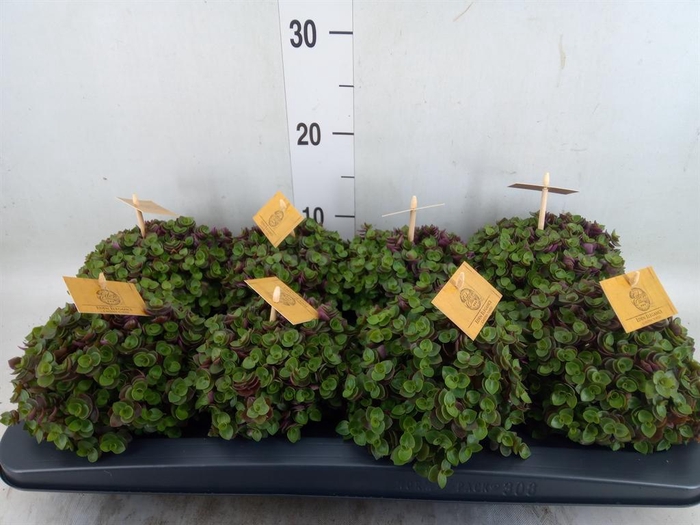 Callisia repens 'Turtle'