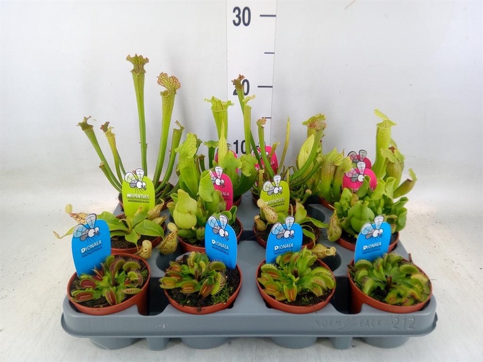 <h4>Vleesetende planten</h4>