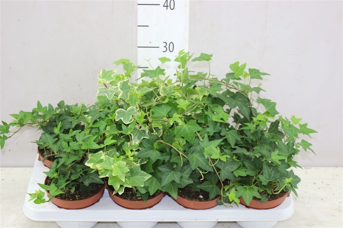 <h4>Hedera He Gemengd</h4>
