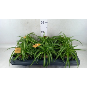 Chlorophytum com. 'Bonnie'