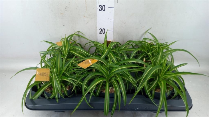 <h4>Chlorophytum com. 'Bonnie'</h4>