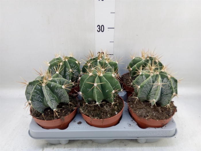 <h4>Astrophytum ornatum</h4>