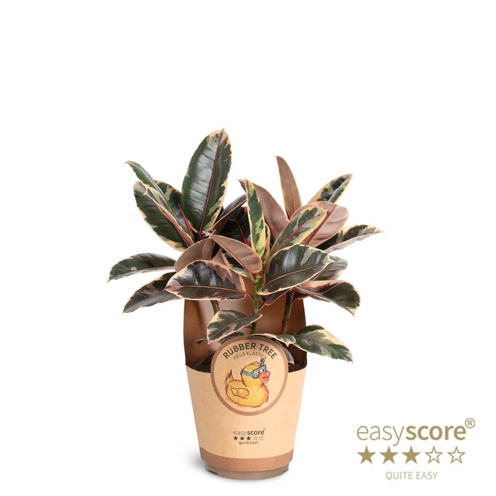 <h4>FICUS ELASTICA p17 Belize paper</h4>