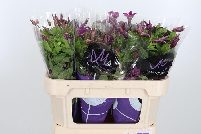 <h4>Clem Amazing Kyiv</h4>