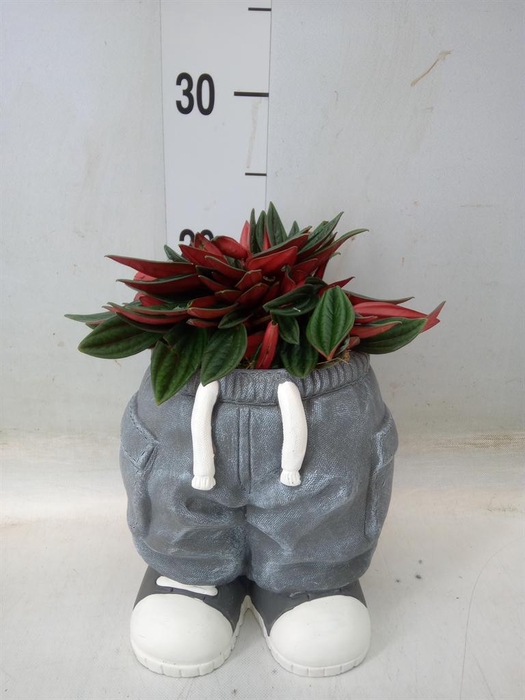 <h4>Arr. Kamerplant Groen L%</h4>