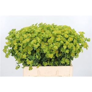 Bupleurum Griffithii