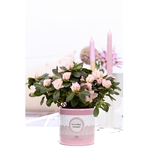 1st clss Azalea pink in P&P cadeau concept: TU ES FLEURTASTIQUE!