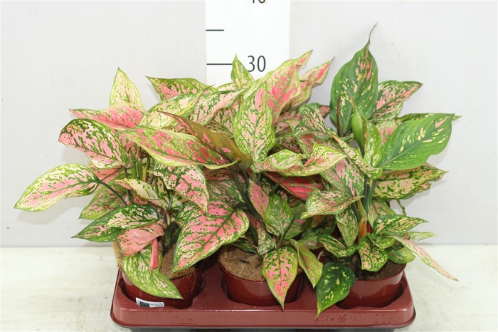 <h4>Aglaonema Spotted</h4>