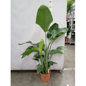 Strelitzia nicolai